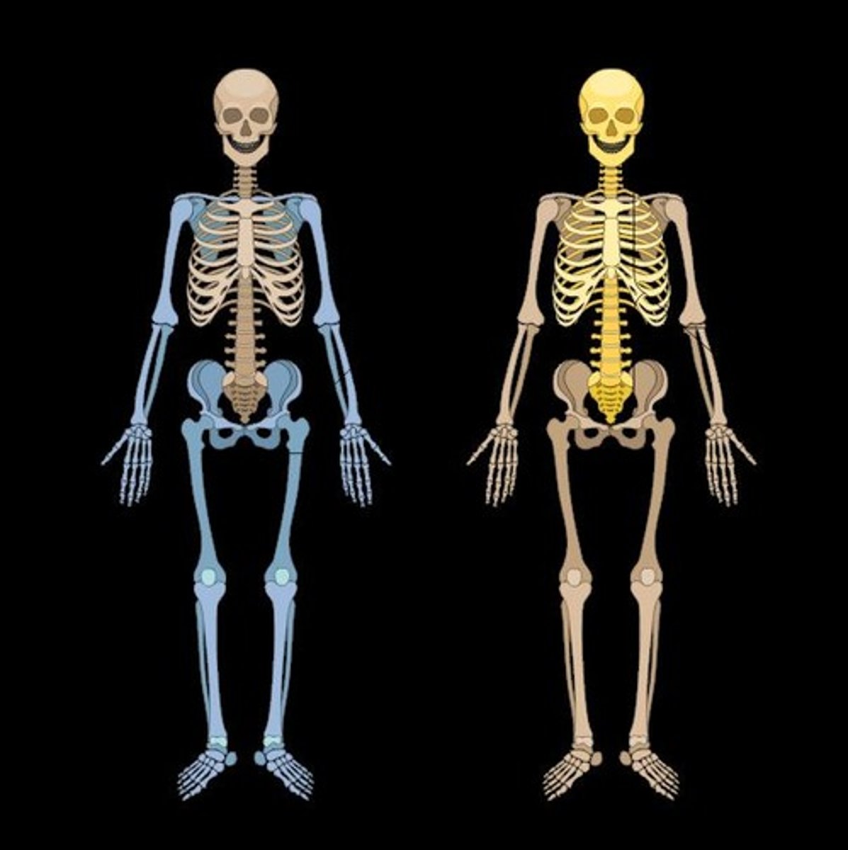 <p>Consists of the bones of the head, chest, and back.</p>