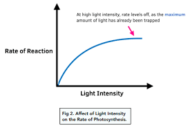 <p>We need light for photolysis and other processes, so the more intense the light, the faster the photosynthesis will go until it reaches a maximum rate. Then, even if the light gets brighter and brighter, the rate will plateau. </p>