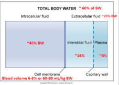 <p>How much total body water does a 20kg dog have?</p>