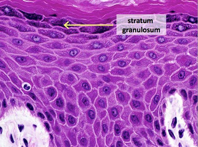 <ul><li><p><span style="background-color: transparent; font-family: "Times New Roman", serif;">3 to 5 layers of keratinoocytes </span></p></li><li><p><span style="background-color: transparent; font-family: "Times New Roman", serif;">Aka <em>granular layer</em></span></p></li><li><p><span style="background-color: transparent; font-family: "Times New Roman", serif;">Superficial to the stratum spinosum </span></p></li><li><p><span style="background-color: transparent; font-family: "Times New Roman", serif;">First layer of <strong>keratinization</strong></span></p></li></ul><p></p>