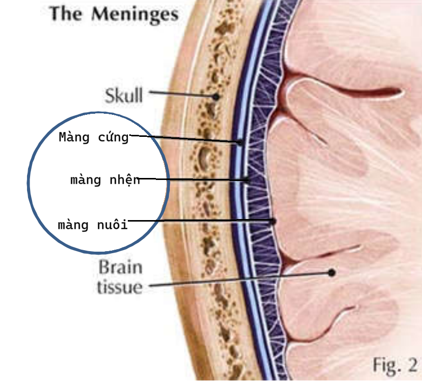 <p>Từ ngoài vào trong là:màng cứng, màng nhện, màng nuôi(màng mềm)</p>