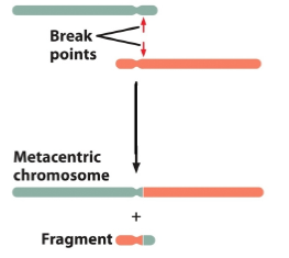 <p>Which of the following is represented in the figure?</p><p>pericentric inversion</p><p>reciprocal translocation</p><p>nonreciprocal translocation</p><p>duplication</p><p>equal crossing over</p>