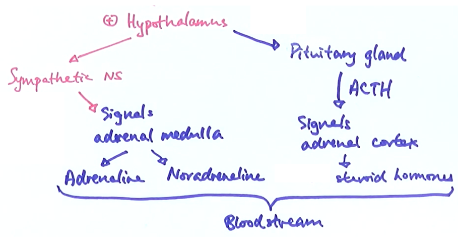 <p>-nerve impulses from sensory neurone is transmitted to the hypothalamus</p><p>-The hypothalamus activates the sympathetic nervous system</p><p>-The sympathetic nervous system activates the adrenal medulla to release adrenaline and noradrenaline into the bloodstream→ increases heart rate etc</p><p>-The hypothalamus also activates the hormonal system</p><p>-the hypothalamus stimulates the pituitary gland to release ACTH into the bloodstream</p><p>-ACTH stimulates the adrenal cortex to release steroid hormones such as cortisol</p>