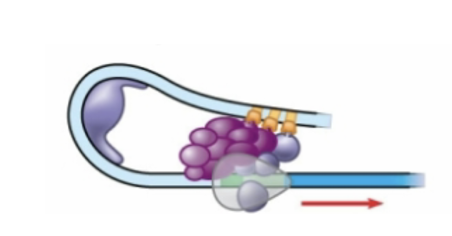 <p>Describe the process happening in the picture below. Hint - think of the promoters and enhancers</p>