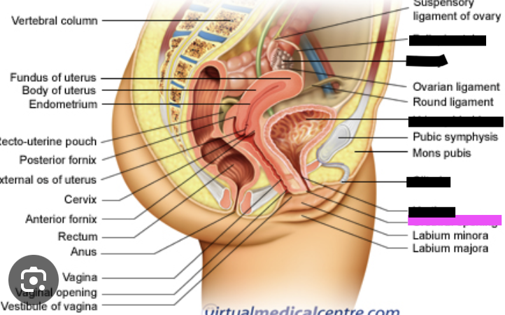 <p>Urethral opening</p>