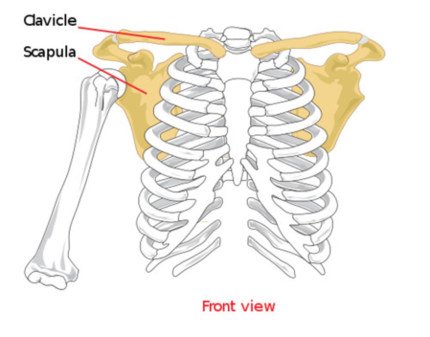 <p>a. Clavicles</p>