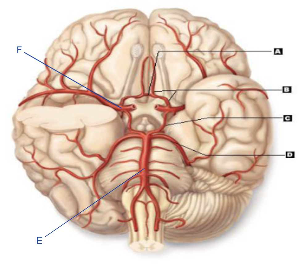 <p>Identify the structure indicated by B</p>