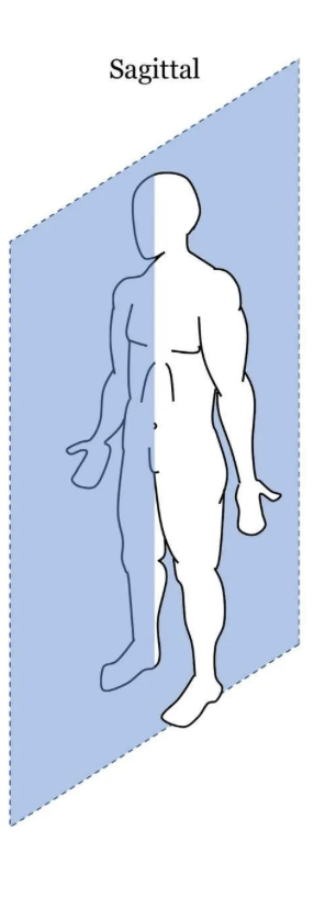 <p>Sagittal plane </p>
