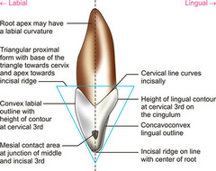 <p>incisal edge and root apex on the long axis; mesial and distal cervical line curvatures; height of contour from the facial to lingual on the cervical 1/3; facial outline convex</p>