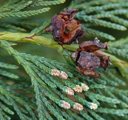 <p>Weeping sprays. Four-square cones. </p>