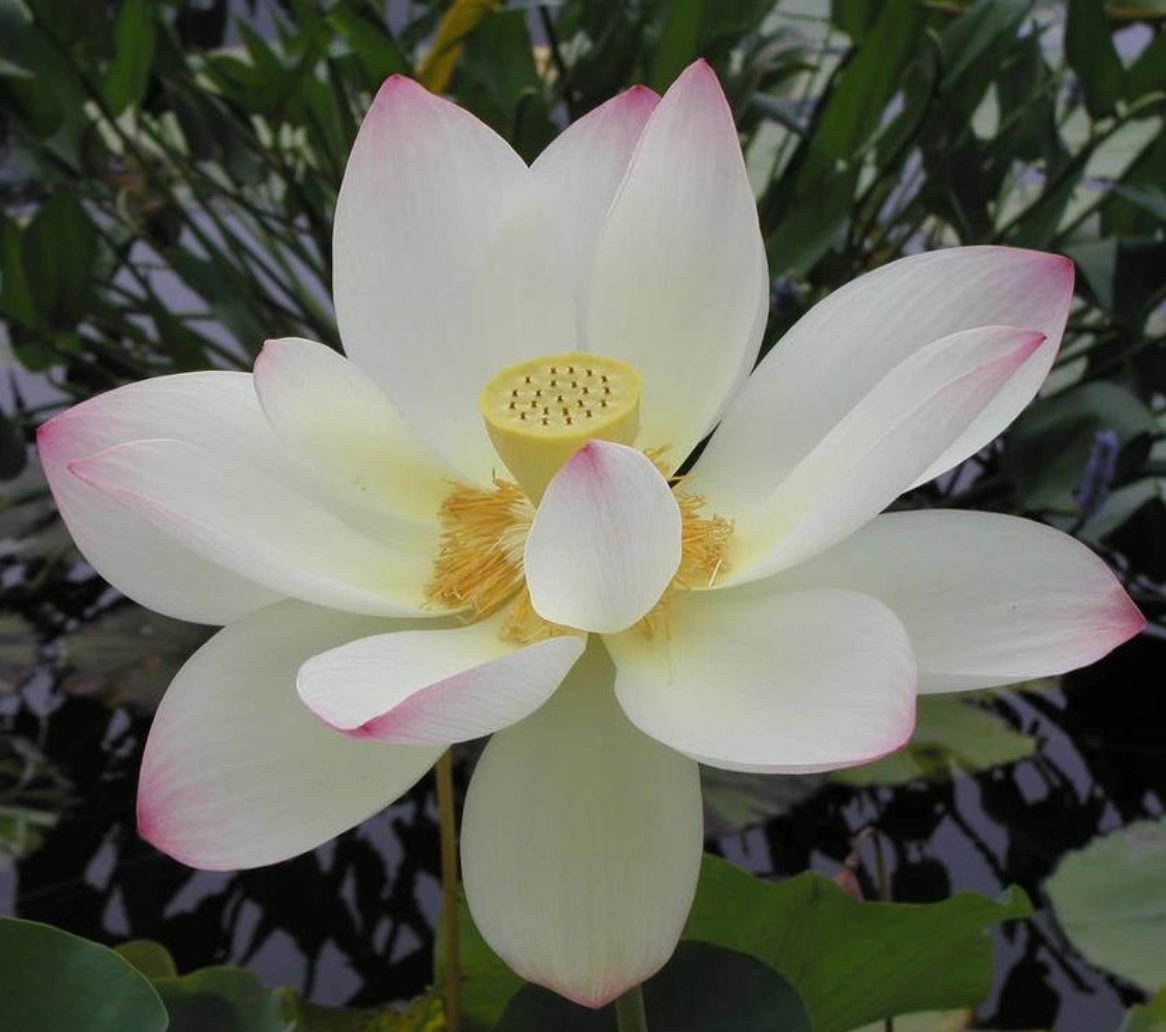 <p>What kind of</p><p class="p1">symmetry does</p><p class="p1">this flower have?</p>