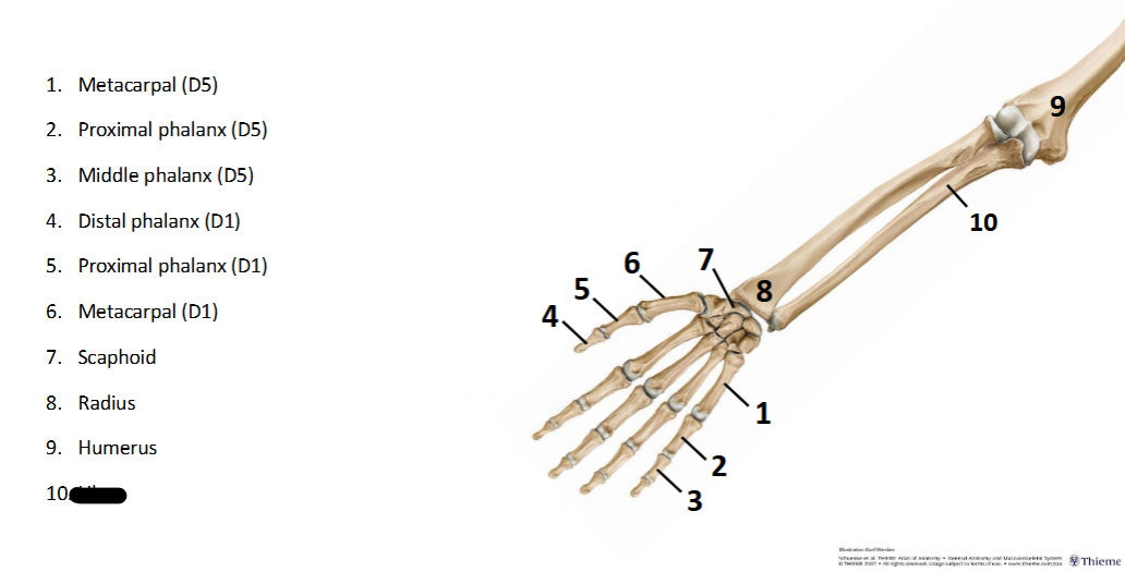 <p>What sturcture is this within the <strong>Upper-Appendicular?</strong></p>