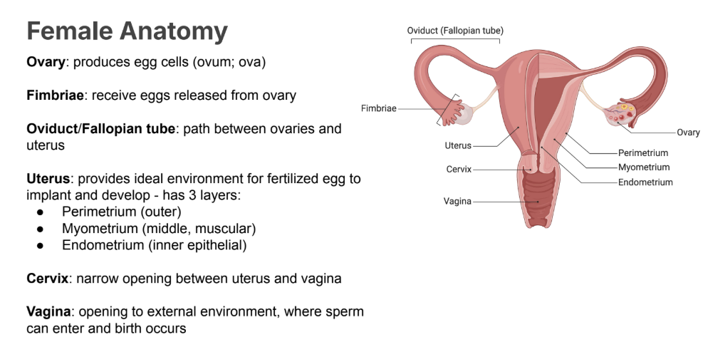 <p>Path between <strong>ovaries </strong>and <strong>uterus</strong></p>