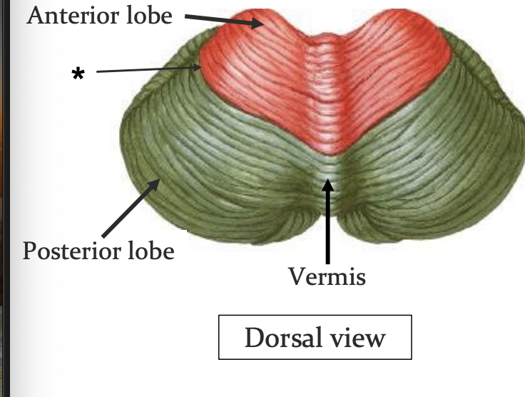 <ul><li><p>mediates unconscious proprioception </p></li><li><p>receives input from spinal cord via spinocerebellar tracts (unconscious proprioception) </p></li><li><p>important in coordination of LE </p></li><li><p>Also helps regulate muscle tone in LE </p></li></ul><p></p>