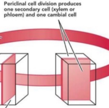 <p><span style="background-color: transparent;">plane of division runs parallel to the surface it’s closest to</span></p>