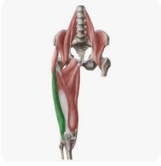 <p>O: Linea aspera of the femur; greater trochanter of the femur</p><p>I: Patella, tibial tuberosity</p><p>A: Extension of the leg</p><p>N: Femoral nerve</p>