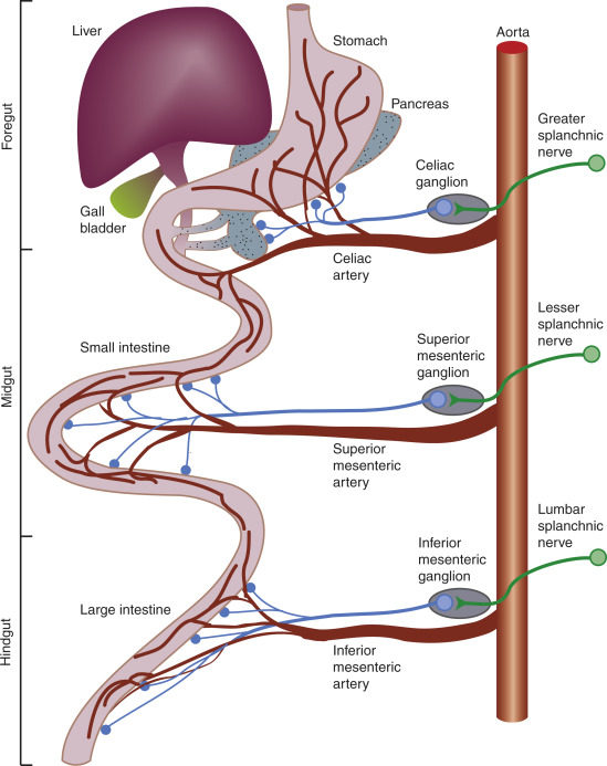 <p>sympathetic nerve cell bodies located in the abdominal region that innervates the abdominal organs. They receive preganglionic nerve axons via splanchnic nerves. They contain postganglionic neurons that regulate visceral organ function. It’s ganglia (nerve relay stations that connect nerves) include: celiac, superior mesenteric, inferior mesenteric. </p>