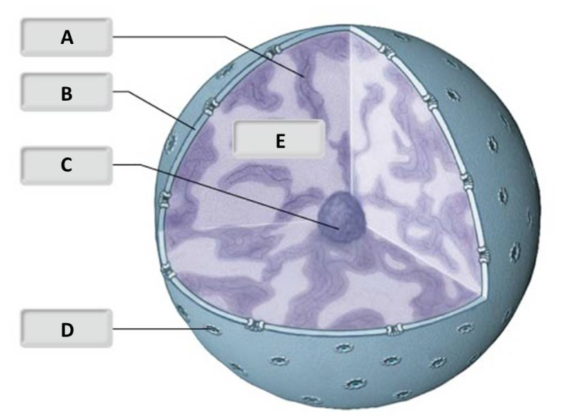 <p>Name for C</p>