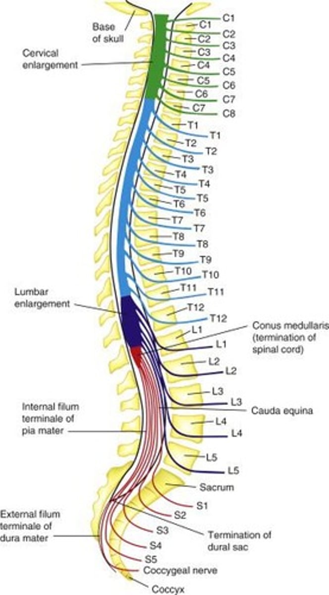 <p>Foramen magnum → vertebral canal → ends at L1</p>