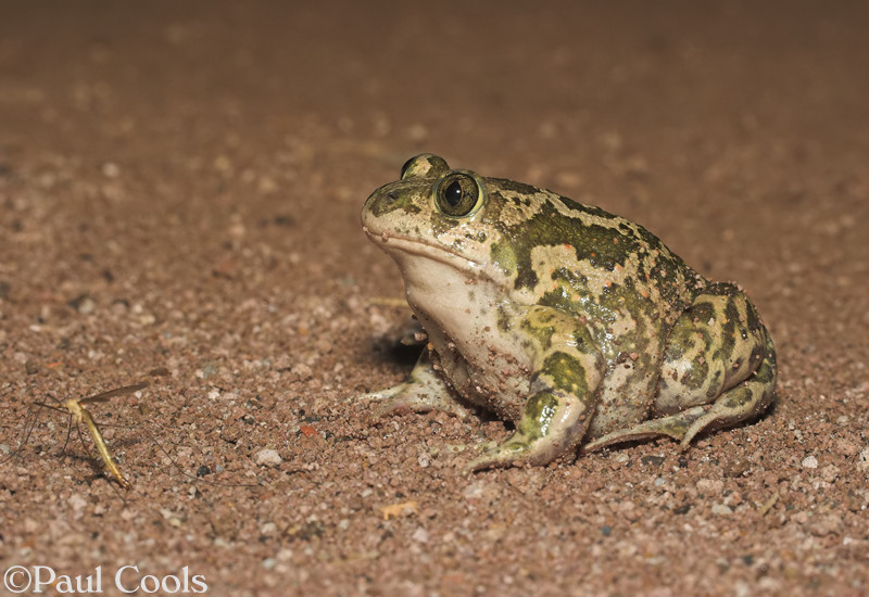 <p>Habitan en fondos arenosos.</p><p><span>Son depredadores nocturnos que se alimentan de una gran variedad de invertebrados</span></p>
