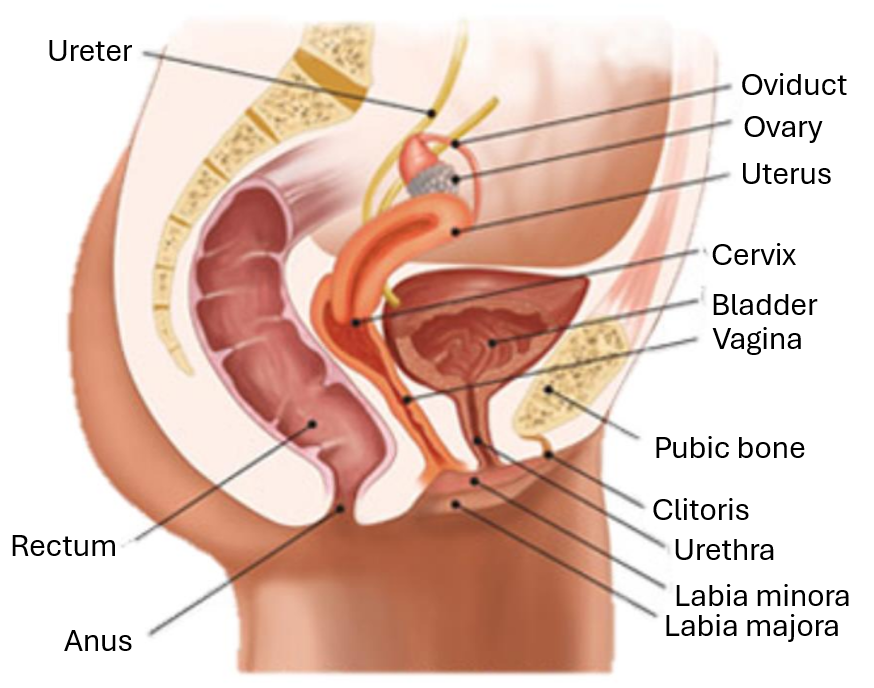<p>label the side profile of the female reproductive system</p>
