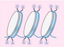 <ul><li><p>is active DNA that can be transcribed (and translated)</p><ul><li><p>Gene expressing</p></li></ul></li><li><p>DNA is acetylated (acetyl groups are CH<sub>2</sub>-CH<sub>3</sub> added to the histones, which opens up regions on DNA for Enzymes to attach)</p></li><li><p>Less condensed</p></li></ul><p></p>