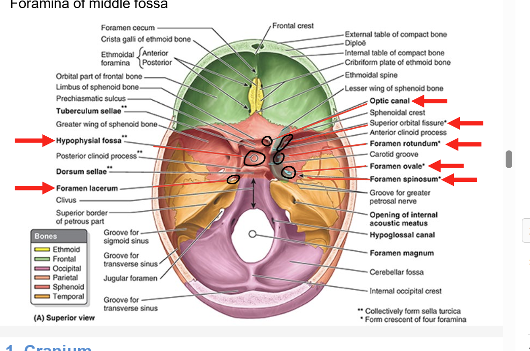 <p>optic nerves (CN II) & ophthalmic arteries</p>