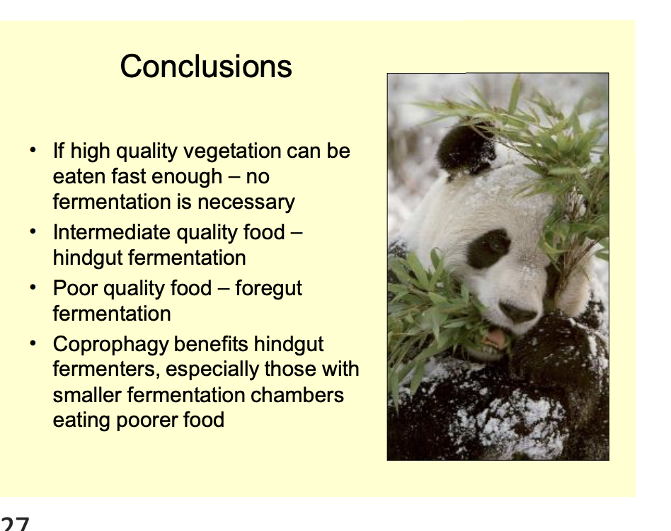 <p>Panda</p><ul><li><p>carnivore GI tract</p></li><li><p>but eat high quality bamboo</p></li></ul><p></p>