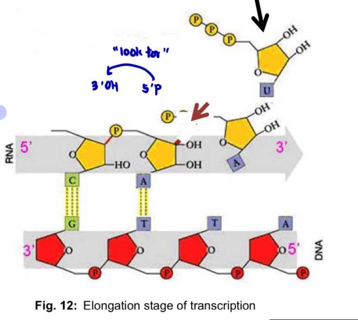 <p><mark data-color="purple" style="background-color: purple; color: inherit;">Step 1: Movement of the transcription bubble</mark></p><ul><li><p>As RNA polymerase moves along the template DNA in the 3’ to 5’ direction, DNA double helix continues to <strong>transiently unwind</strong></p></li></ul><p></p><p><span style="color: red;"><strong><mark data-color="green" style="background-color: green; color: inherit;"><span>*****</span></mark></strong></span><mark data-color="green" style="background-color: green; color: inherit;">Step 2: Elongation of polynucleotide</mark></p><ul><li><p>Ribonucleotides (i.e. monomers) form <strong>CBP</strong> with the <strong>DNA</strong> <strong>template</strong></p><ul><li><p>As each ribonucleoside triphosphate is brought in, its <strong>two terminal phosphates are removed</strong></p></li><li><p>the remaining <strong>free 5’-phosphate group </strong>is added to the <strong>free 3’-hydroxyl group</strong> of the growing RNA chain via the formation of a <strong>phosphodiester bond </strong>catalysed by <strong>RNA polymerase</strong></p></li><li><p>i.e. mRNA is synthesised in the 5’ to 3’ direction</p></li></ul></li></ul><p></p><p><mark data-color="yellow" style="background-color: yellow; color: inherit;">Step 3: Re-annealing of DNA and proofreading</mark></p><ul><li><p>RNA polymerase <strong>reanneals</strong> the <strong>unwound DNA</strong> behind it, dissociating the growing RNA chain from the template</p></li><li><p>RNA polymerase carries out <strong>proofreading</strong> functions and is responsible for the <strong>removal of any incorrectly inserted ribonucleotide</strong></p></li></ul><p></p><p></p>