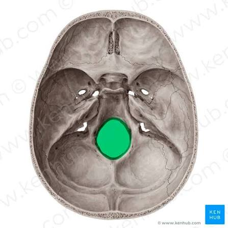 <p>A small rounded opening or hole in a bone </p><p>allows for the passage of nerves and blood vessels. </p>