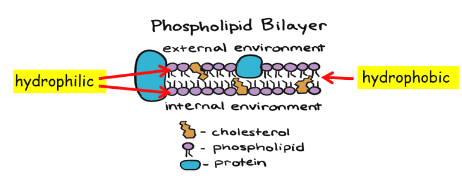 <ul><li><p>PRIMARY FUNCTION: Separates the inside from the outside</p></li><li><p>Semi-permeable membrane</p></li><li><p>Composed of a <strong>phospholipid bilayer</strong></p></li></ul><p></p>
