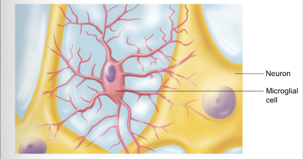 <p>small ovoid cells with thorny processes that touch and monitor neurons and can migrate toward injured neurons</p>
