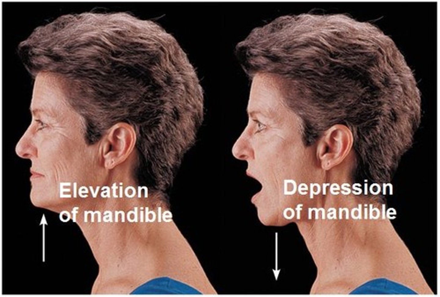 <p>Lifting a body part superiorly</p><p>Example: Elevation of a mandible during chewing</p>