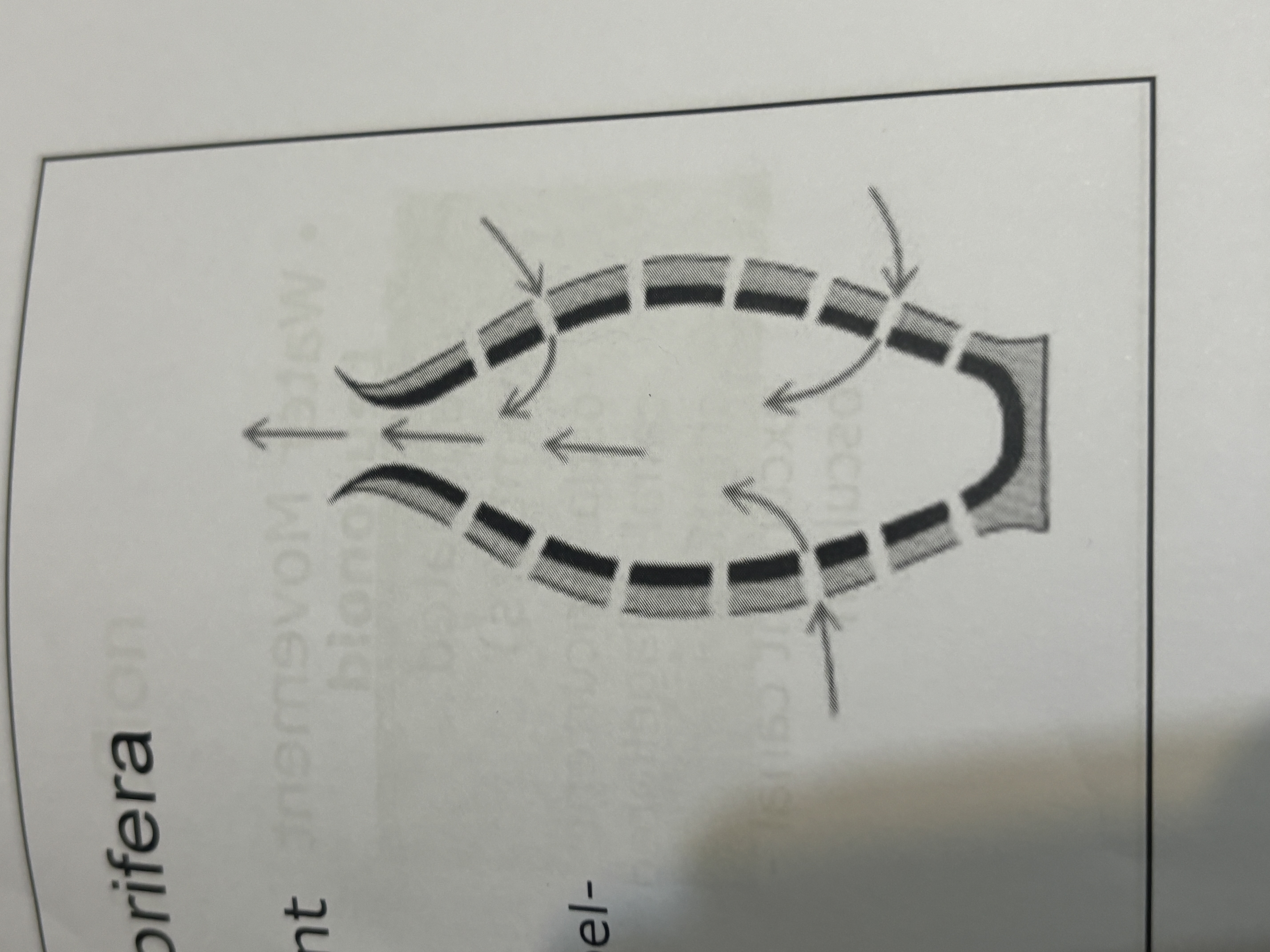 <p>Porifera water movement</p><p>Asconoid</p>