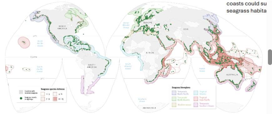 <p><span><strong><u>Seagrass Distribution</u></strong></span></p><p></p>