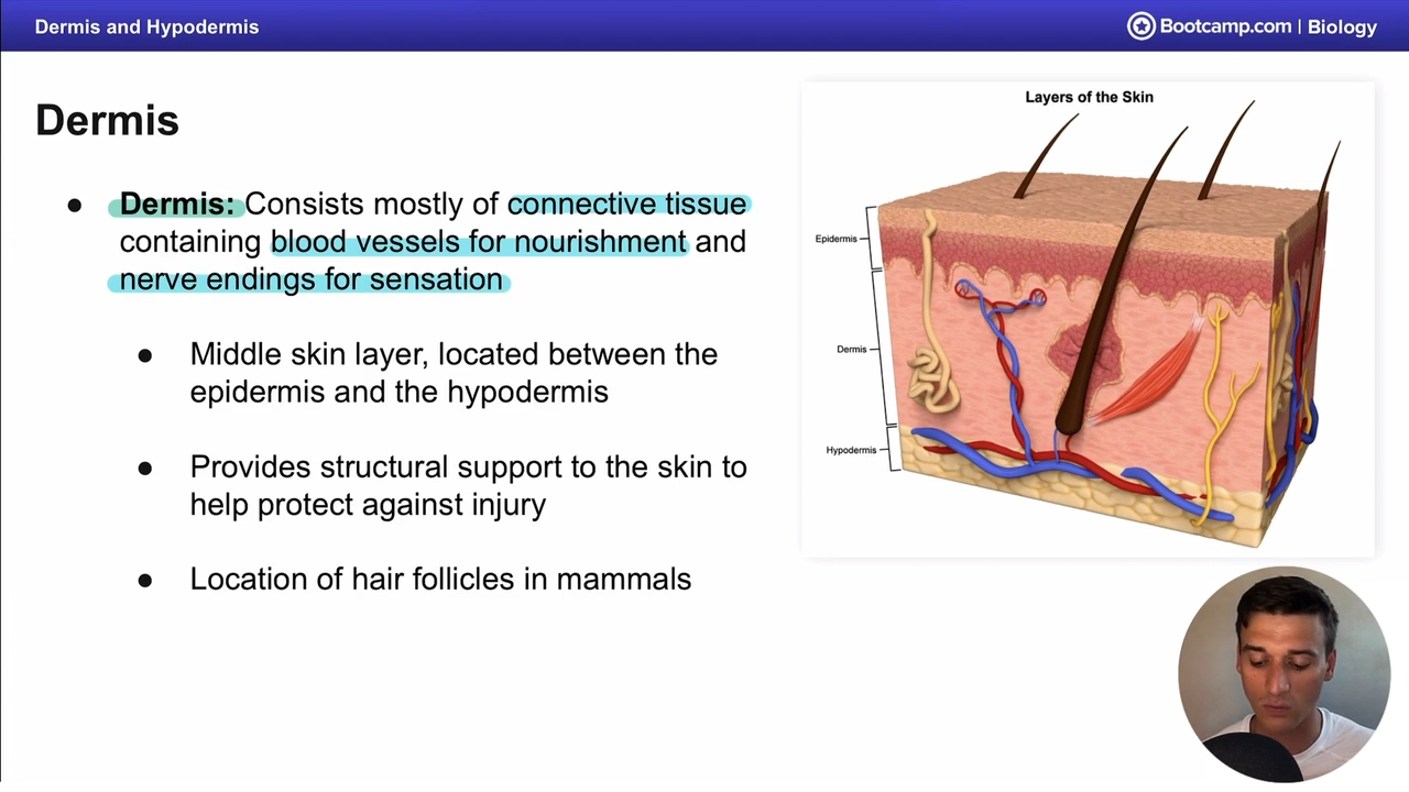 <p>the dermis </p>