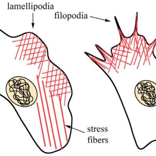 <p>Microfilaments contract or lengthen to change cell shape, enable cell movement, form lamellipodia in migrating cells, allow intracellular movement of components, and are essential for cytokinesis.</p>
