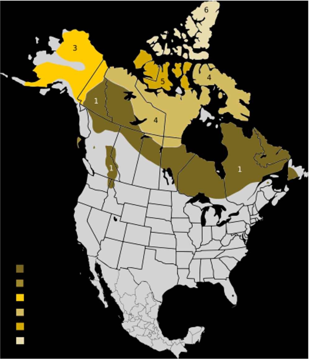 <p>Caribou</p><p>cow/calf band, herds over 10000 before migration</p><p>lichens, mushrooms, grass, antlers</p><p>tundra and taiga, coniferous forest</p>