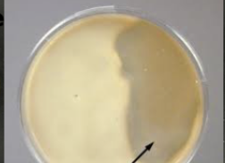 <p>which side is a negative casein hydrolysis test</p>