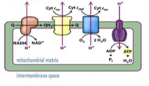 <p>uses ATP synthase and an electron transport chain to produce large amounts of ATP</p>