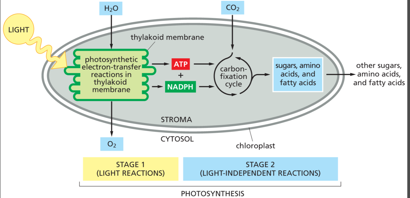 <p>light energy + CO2 + H2O ⟶ sugars + O2 + heat energy</p><ul><li><p>process in which plants, algae, and bacteria use the energy of sunlight to synthesize organic molec. from CO2 and H2O.</p><ul><li><p>occurs in 2 stages and generates and consumes ATP + NADH</p></li></ul></li></ul><p></p>