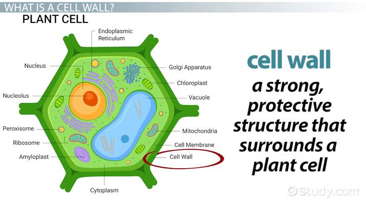 <p>cell wall</p>
