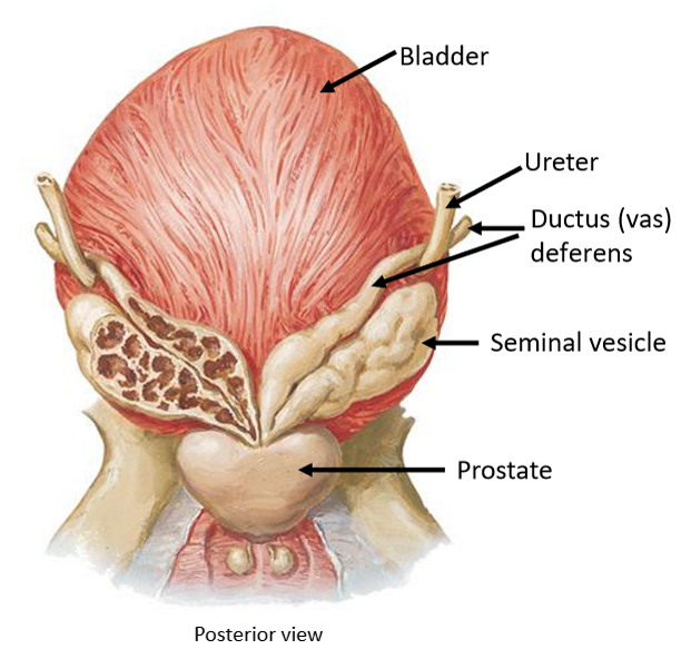 <ul><li><p>Paired <strong>glands</strong></p></li><li><p><em>Posterior</em> to <strong>bladder</strong> & <em>superior</em> to <strong>prostate gland</strong></p></li><li><p>Secrete fructose-rich, alkaline fluid →<strong> </strong>support sperm<strong> energy</strong> & <strong>survival</strong></p></li><li><p>Join w/ <strong>vas deferens</strong> → <strong>ejaculatory ducts</strong></p></li></ul><p></p>