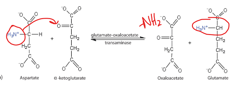 <p>The structural difference between an alpha keto acid and the amino acid counterpart allows it to have profound metabolic implications, as it allows for the reversible interconversion between amino acids and TCA cycle intermediates.</p><p>What is an example of this using <strong>aspartate</strong>?</p>