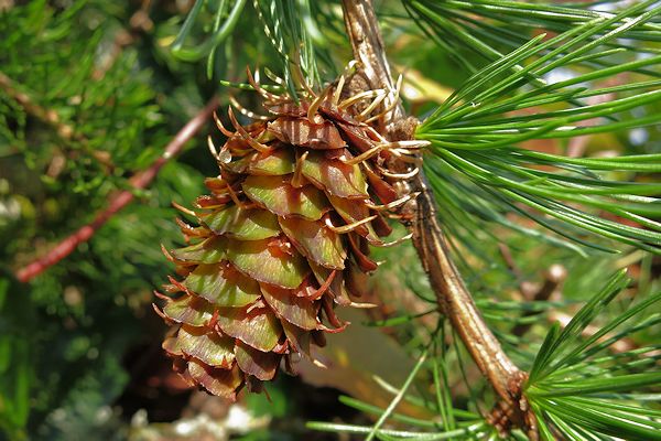 <p><span><span>Larix occidentalis</span></span></p>