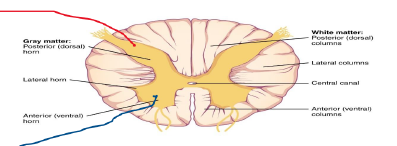 <p>posterior dorsal horn, anterior ventral horn</p>