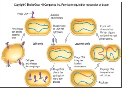 <p>lysogeny</p>