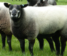 <p>welk type schaap is dit </p>