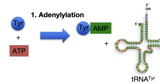<p>tRNA Activation: <span style="background-color: transparent;"><strong>Adenylylation</strong></span></p>