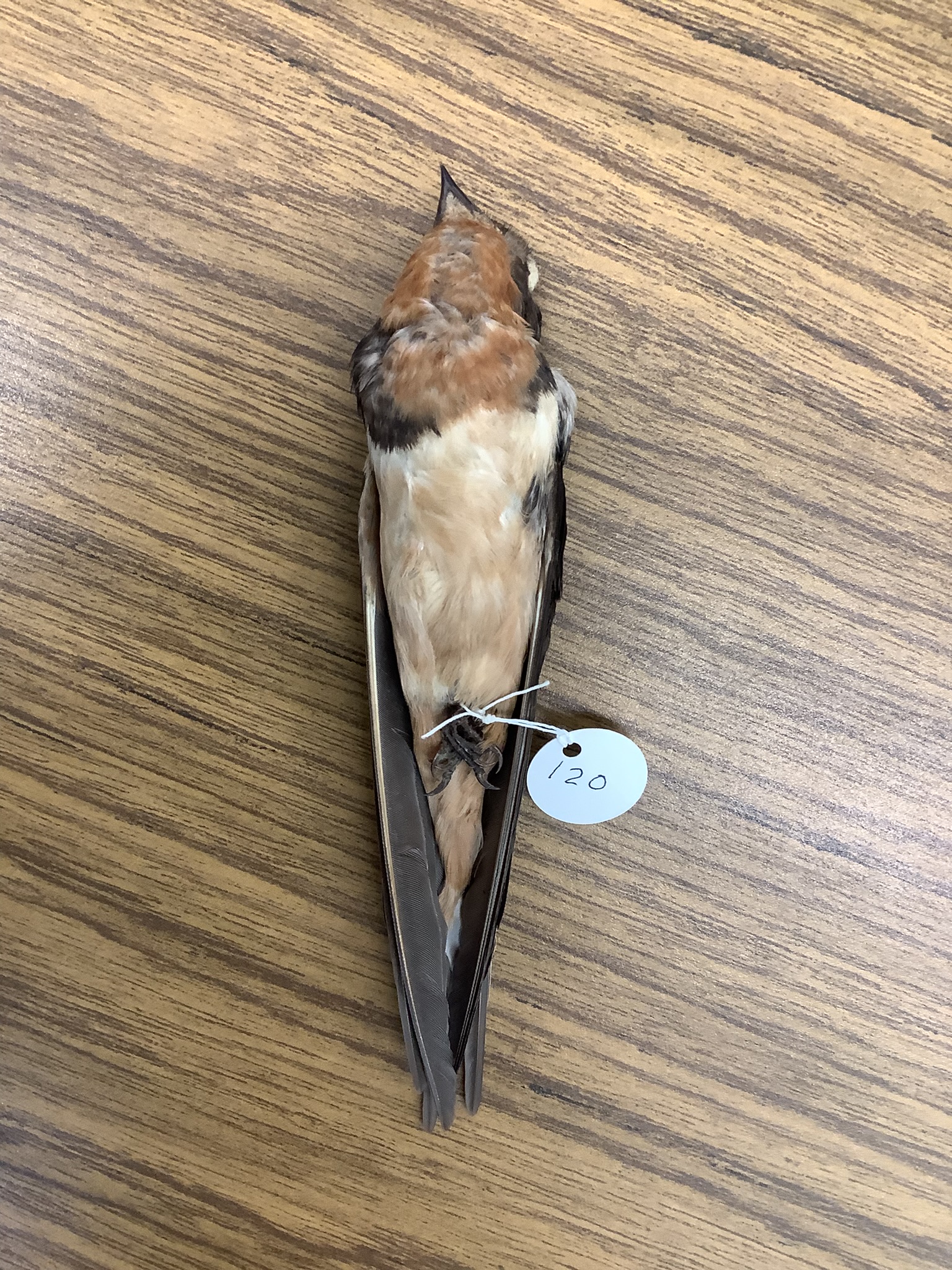 <p>Class Reptillia</p><p>Order Passeriformes</p><p>Barn Swallow</p><ul><li><p>has a steely brass colored back </p></li></ul><p></p>
